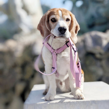 Harnais pour chien Y - Gummy Lila